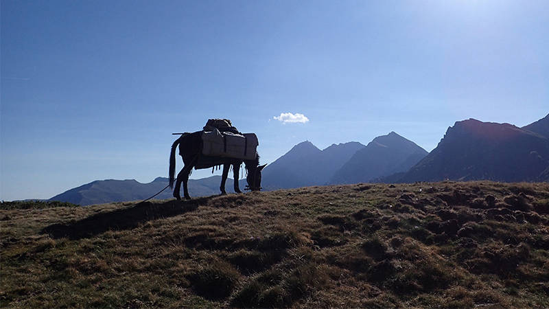 Une mule en montagne