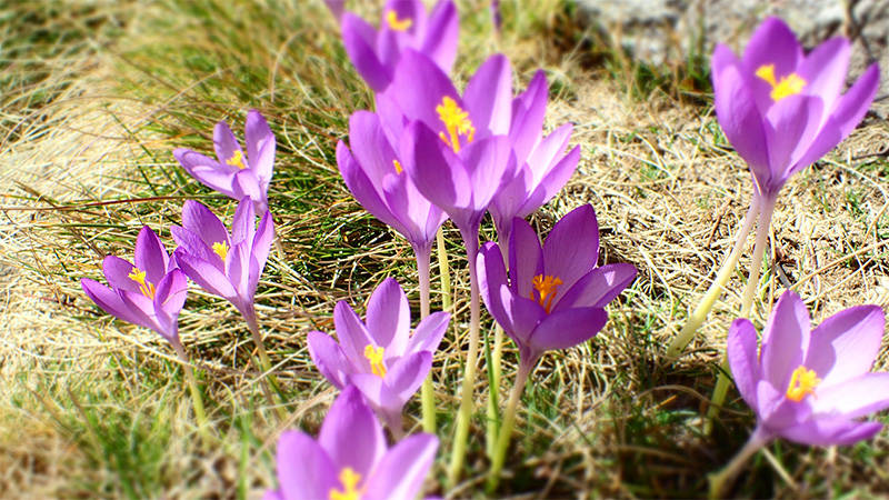 Crocus ou Colchique? 